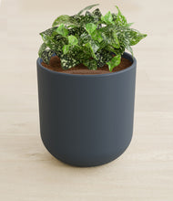 Load image into Gallery viewer, Iron Gray stand:all