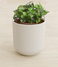 Load image into Gallery viewer, Natural Bamboo stand:all