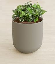 Load image into Gallery viewer, Sage Green stand:all