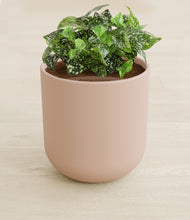 Load image into Gallery viewer, Sandy Pink stand:all