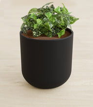 Load image into Gallery viewer, Stone Black stand:all