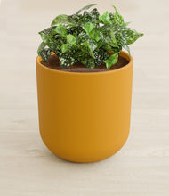 Load image into Gallery viewer, Sunset Orange stand:all