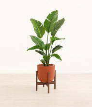 Load image into Gallery viewer, Earth Red stand:walnut