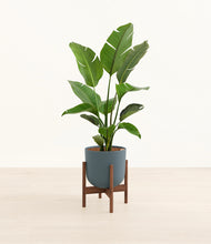 Load image into Gallery viewer, Iron Gray stand:walnut