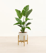 Load image into Gallery viewer, Natural Bamboo stand:bamboo