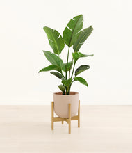 Load image into Gallery viewer, Sandy Pink stand:bamboo