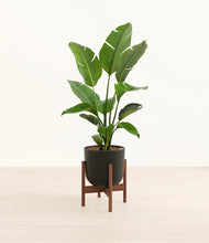 Load image into Gallery viewer, Stone Black stand:walnut