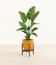 Load image into Gallery viewer, Sunset Orange stand:walnut