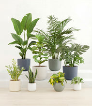 Load image into Gallery viewer, Soft Stone*****Profile