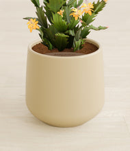 Load image into Gallery viewer, Almond Green stand:all