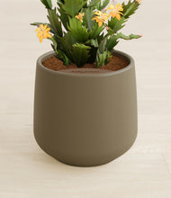 Load image into Gallery viewer, Olive stand:all