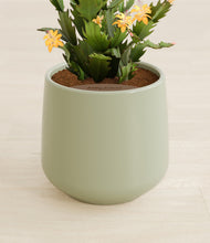 Load image into Gallery viewer, Turquoise stand:all