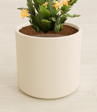 Load image into Gallery viewer, -Cream stand:all