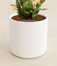 Load image into Gallery viewer, -White stand:all