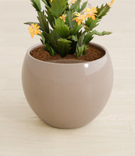 Load image into Gallery viewer, -Desert Brown stand:all