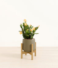 Load image into Gallery viewer, -Olive stand:bamboo