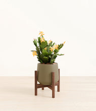 Load image into Gallery viewer, -Olive stand:walnut