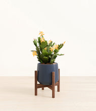 Load image into Gallery viewer, -Deep Navy stand:walnut