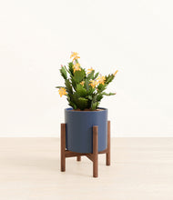 Load image into Gallery viewer, -Deep Navy stand:walnut