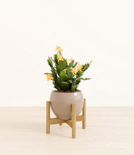 Load image into Gallery viewer, -Desert Brown stand:bamboo