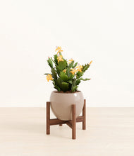 Load image into Gallery viewer, -Desert Brown stand:walnut