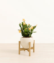 Load image into Gallery viewer, -Shiny EggWhite stand:bamboo