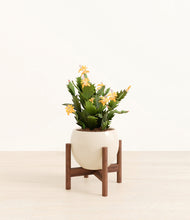 Load image into Gallery viewer, -Shiny EggWhite stand:walnut