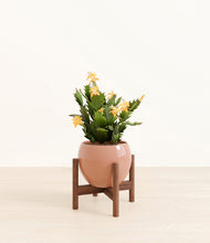 Load image into Gallery viewer, -Calm Rose stand:walnut