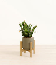 Load image into Gallery viewer, Olive stand:bamboo