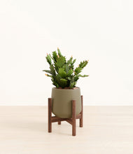 Load image into Gallery viewer, Olive stand:walnut