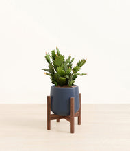 Load image into Gallery viewer, Deep Navy stand:walnut