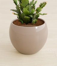 Load image into Gallery viewer, Desert Brown stand:all