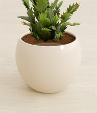 Load image into Gallery viewer, Shiny EggWhite stand:all