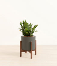 Load image into Gallery viewer, Dark Olive stand:walnut