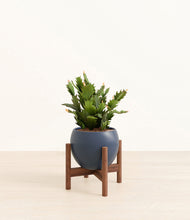 Load image into Gallery viewer, Deep Navy stand:walnut