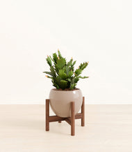 Load image into Gallery viewer, Desert Brown stand:walnut