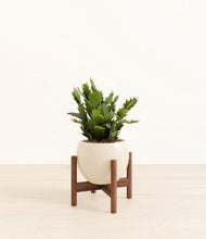 Load image into Gallery viewer, Shiny EggWhite stand:walnut