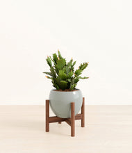 Load image into Gallery viewer, Deep Ocean stand:walnut