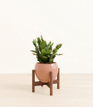 Load image into Gallery viewer, Calm Rose stand:walnut