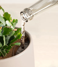 Load image into Gallery viewer, Eternal Gray stand:all