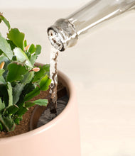 Load image into Gallery viewer, -