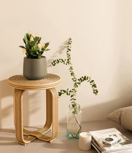 Load image into Gallery viewer, -Olive