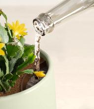 Load image into Gallery viewer, -Turquoise stand:all