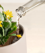 Load image into Gallery viewer, -Eternal Gray stand:all