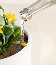 Load image into Gallery viewer, -White stand:all