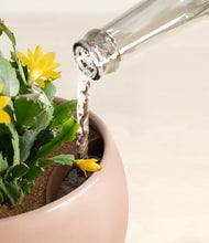 Load image into Gallery viewer, -Calm Rose stand:all