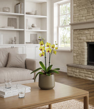 Load image into Gallery viewer, Olive