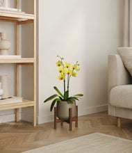 Load image into Gallery viewer, Olive stand:walnut