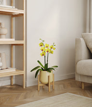 Load image into Gallery viewer, Almond Green stand:bamboo