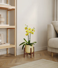 Load image into Gallery viewer, Almond Green stand:walnut